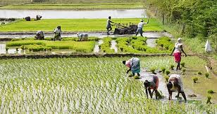 Peraje Primary Agricultural Cooperative Society earns Rs 6177 lakh profit